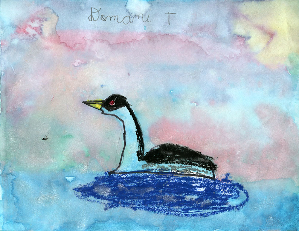 Painting/pastel of a Western grebe in the water, by Domani Thompson