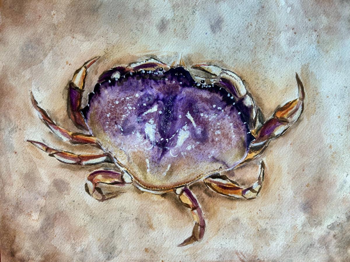 A purple crab is seen from above.
