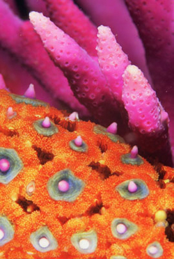 Starfish and Hydrocorals, Santa Catalina Island. Photo © Christopher Bradford