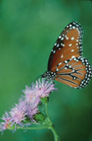 Butterfly, Cambria. Photo © Keni Lee