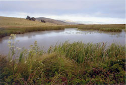 Wetlands, Point Reyes National Seashore. Photo © Mark A. Warmerdam