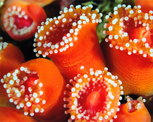 Corynactus, Point Loma. Photo © Edward Andrew Woods