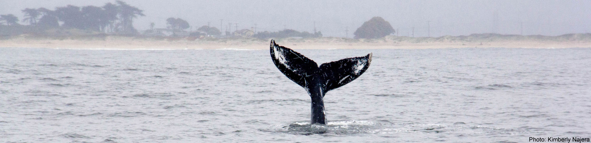 Whale fluke, Photo by Kimberly Najera
