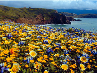 Wildflowers, Mori Point, Pacifica taken by Alan Grinberg