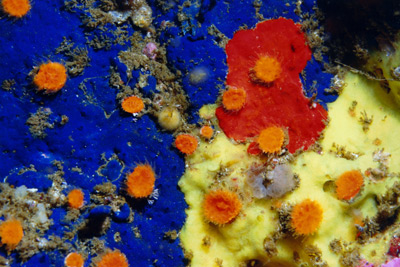 Sponges, Cup Coral, and Bryozoan, Big Creek, Big Sur taken by Steve Lonhart