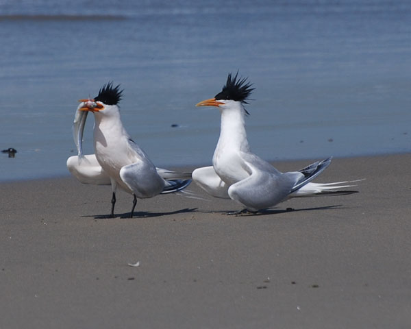 Elegant Terns Courting, Least Tern Preserve, Huntington State Beach, ©Ross Griswold