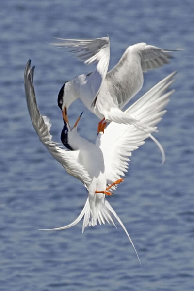 Hal Beral, Territorial Dispute—Terns Fighting in Midair, Bolsa Chica Wetlands, Orange County