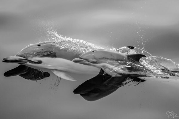 Dolphin adult and child, by Slater Moore
