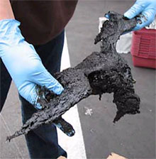 Dead bird collected from Rodeo Beach. 
	Photo: The Marine Mammal Center