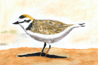 Clarissa Wang, 2nd grade, 2009 Coastal Art & Poetry Contest