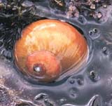 California Coastal Commission, Public Education Program.