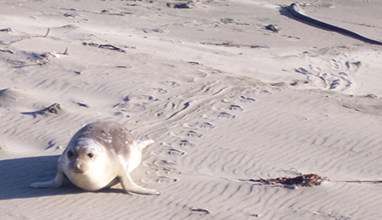 Seal tracks, photo by Lori Malone
