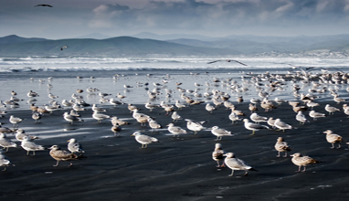 Gulls on Morro Stand, photo by Mike Baird