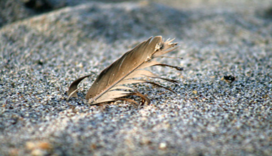 Feather, photo by Christine Hannick