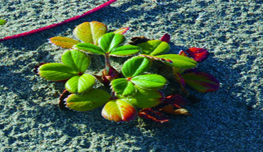 Beach towel, photo by Steve Scholl