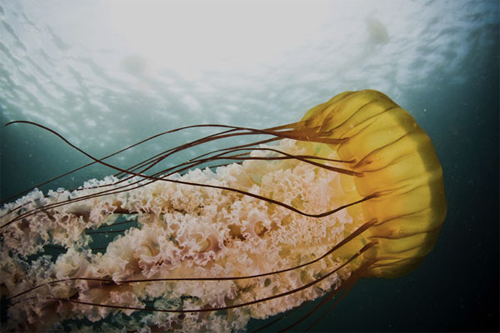 Sea Nettle Outside Hopkins Marine Reserve, Pacific Grove, © Scott Gabara