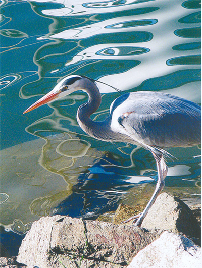 Crane Reflections, Morro Bay, Photo © Carol King