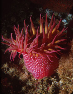 White-spotted Rose Anemone, Photo © Steven F. Lee