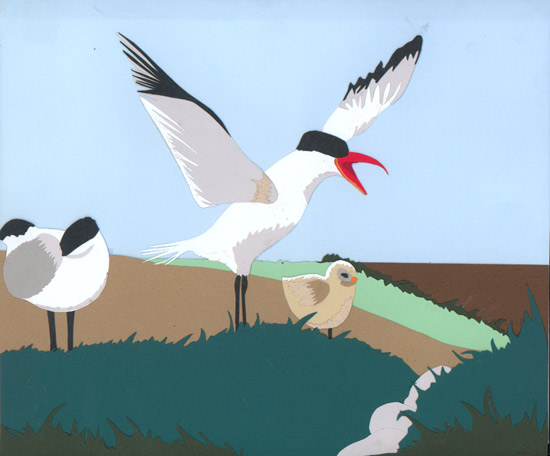 Caspian Terns