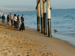 Sea lion pup is trying to get on the beach and is blocked by beach-goers.