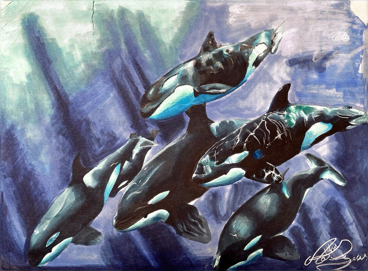 Five orca swim together.