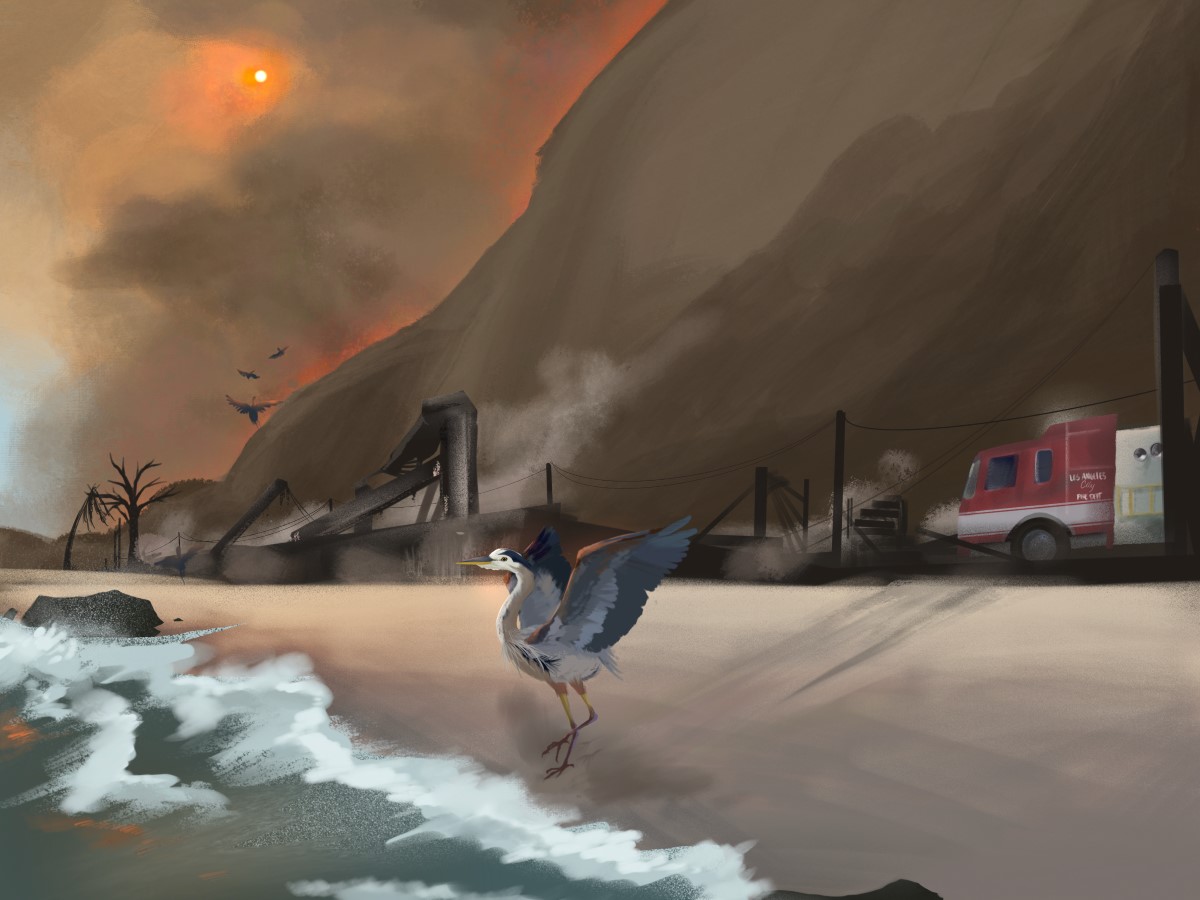 A great blue heron stands next the surf 
							looking out to sea and raising its wings. Behind it, former beachfront homes are burned 
							to their foundations, and the skeletons of charred trees stand next to them. Smoke billows 
							around the ruins. A fire truck is just arriving. On the other side of the highway, mountains 
							rise into a sky darkened by smoke, with an orange sun shining through and an aura of orange 
							around the mountains implying that fire burns on the other side.
