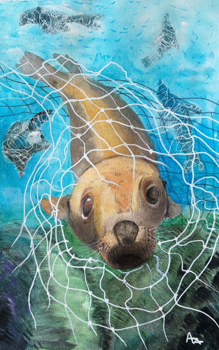 A sea lion breaks free of a fishing net underwater and swims towards the viewer. Shadows of three other sea lions are seen entagled in nets behind it.