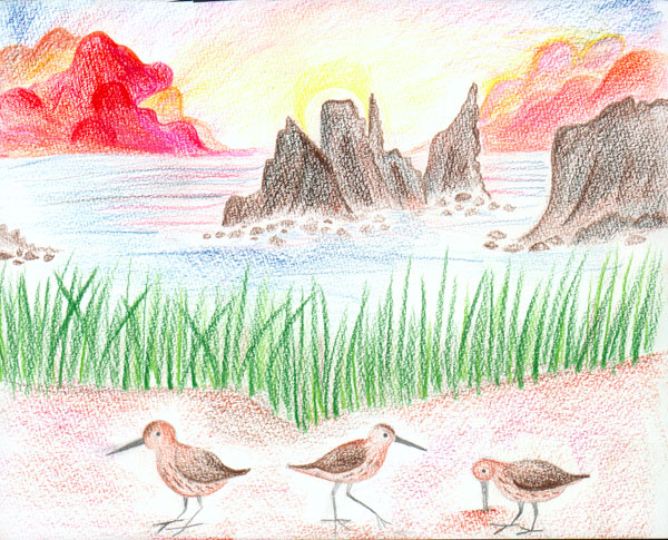 Sandpipers and the Sun, by Nell Castor, 3rd grade, Mill Valley