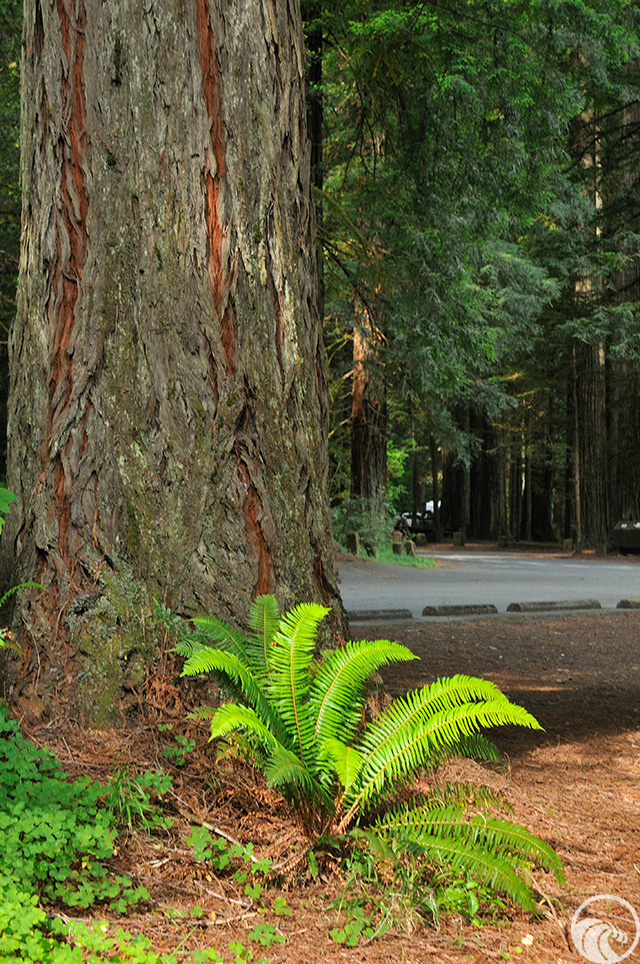 Jedediah Smith Redwood State Park - YourCoast