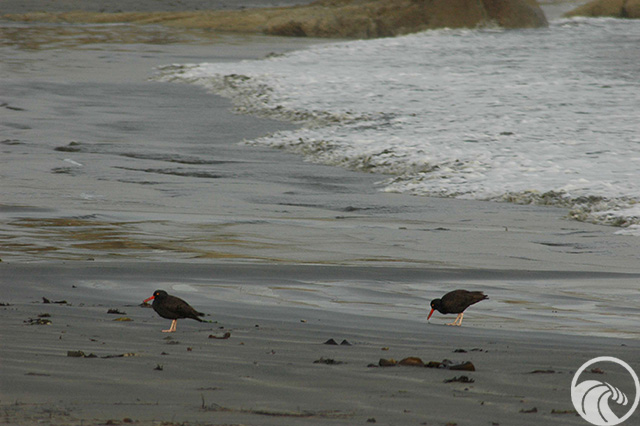 Garth's Beach