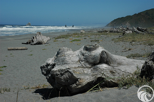 Redwood Creek Beach Picnic Area