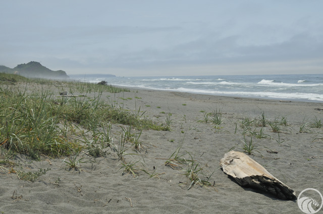 Redwood Creek Beach Picnic Area