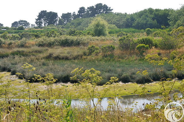 Arcata Marsh and Wildlife Sanctuary