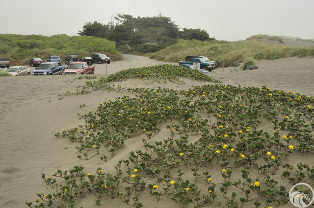 Mad River Beach County Park