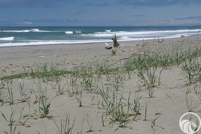 Mike Thompson Wildlife Area / South Spit
