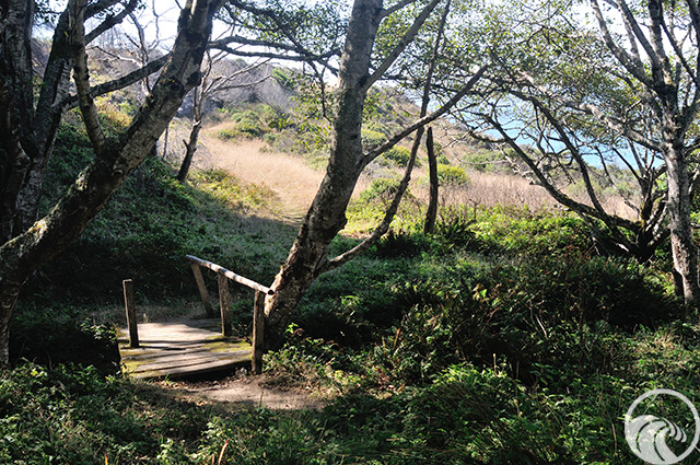 Lost Coast Trail (North)