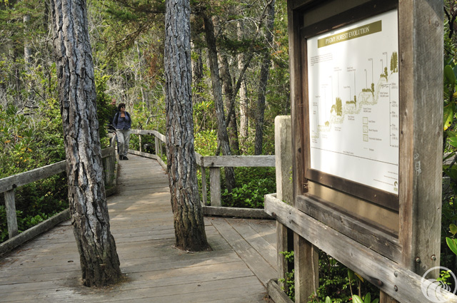 Van Damme State Park