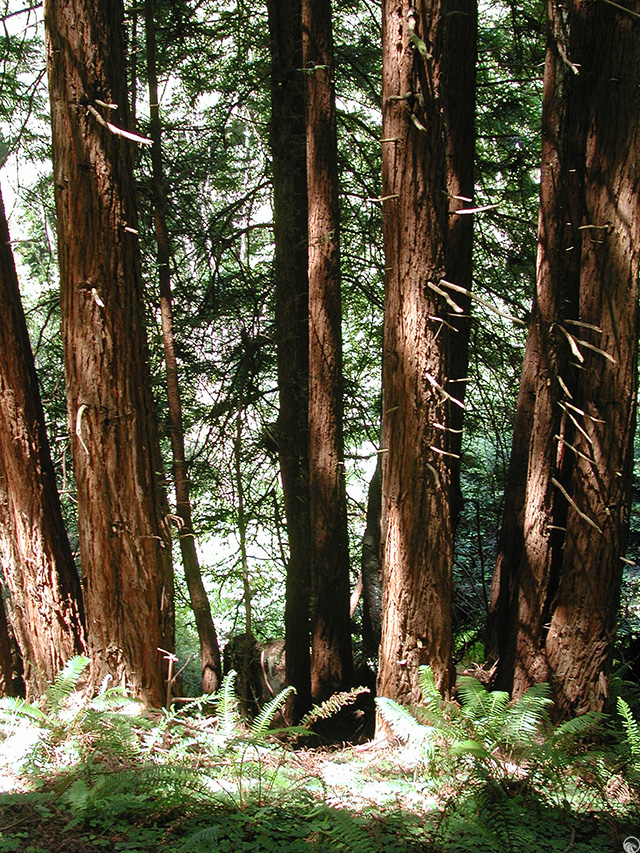 Stillwater Cove Regional Park