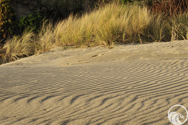 Limantour Beach