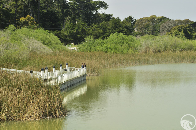 Lake Merced
