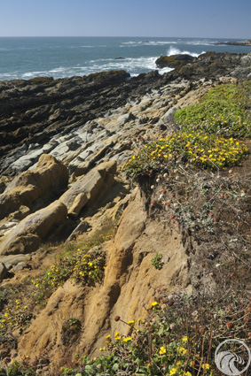 Bean Hollow State Beach