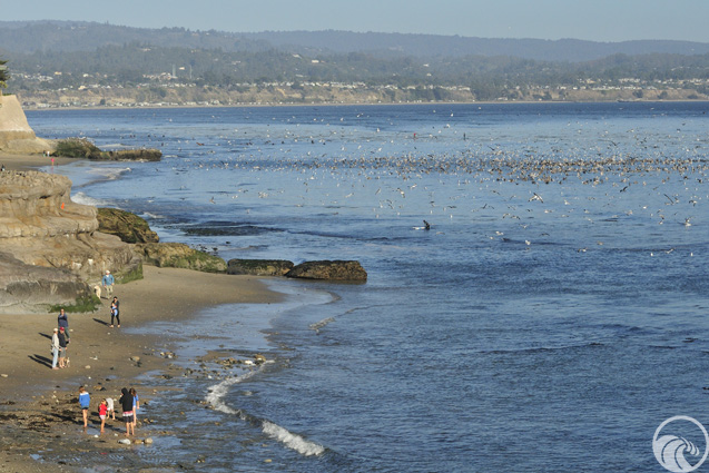Pleasure Point Parkway
