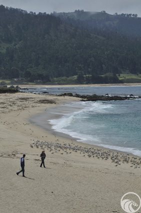 Carmel River State Beach