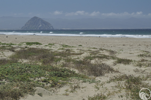 Morro Strand State Beach (North)