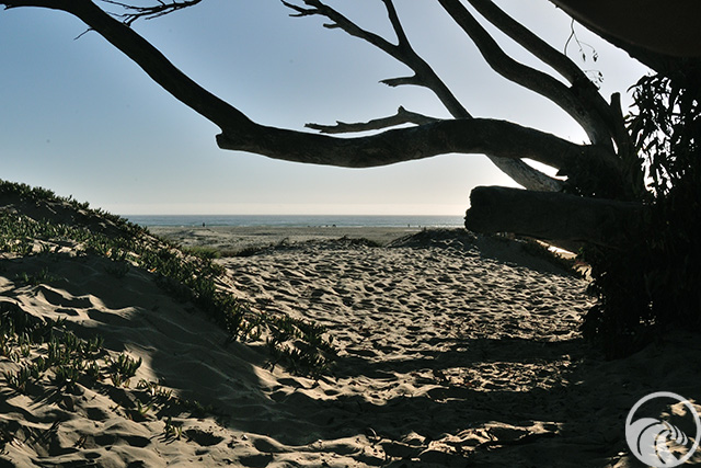 Pismo State Beach North Beach Campground