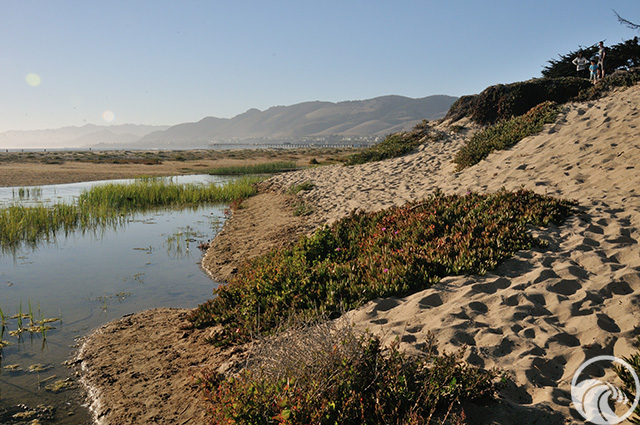 Pismo State Beach North Beach Campground