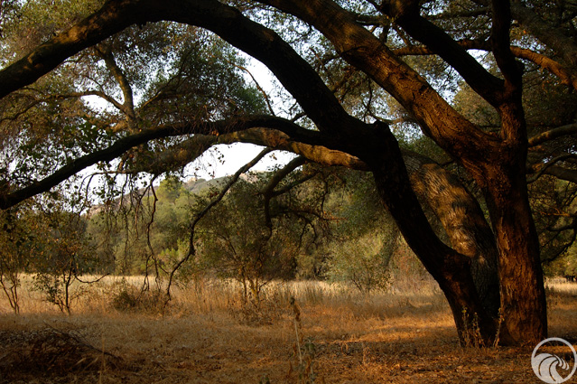 Representative image for Rocky Oaks