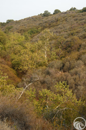 Tuna Canyon Park