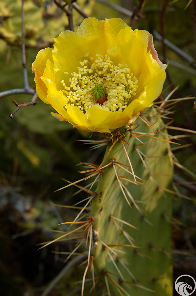 Tuna Canyon Park