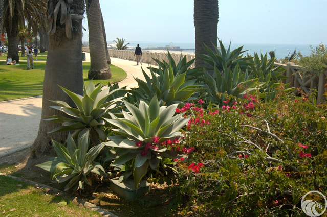 Representative image for Palisades Park